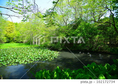 新緑の箱根湿生花園 102172734