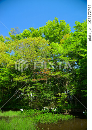 新緑の箱根湿生花園 102172742