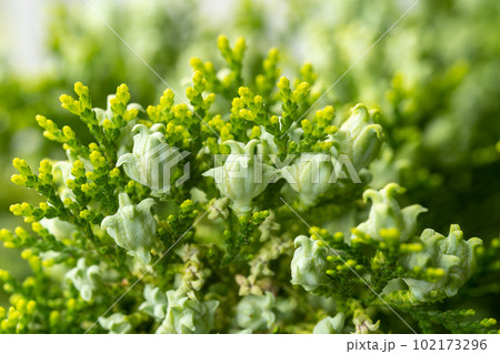 コノテガシワの実(ヒバの実) コノテガシワの実(ヒバの実) 102173296