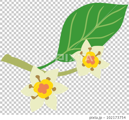 樟腦花植物樟腦 102173754
