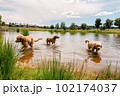 Pack of pet dogs enjoying themselves in dog park with water activities during summer. Created with Generative AI technology. 102174037