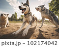 Pack of pet dogs enjoying themselves in dog park during summer. Created with Generative AI technology. 102174042
