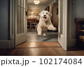Excited and happy dog at home door entrance greeting the arrival of her master. Created with Generative AI technology. 102174084