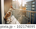 Bored pet dog looking out from balcony of high rise home apartment with morning sun rays, Created with Generative AI technology. 102174095