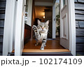 Excited and happy cat at home door entrance greeting the arrival of her master. Created with Generative AI technology. 102174109