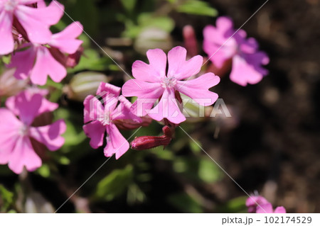 春の庭に咲くピンク色のフクロナデシコ(シレネ・ペンデュラ)の花 春の庭に咲くピンク色のフクロナデシコ(シレネ・ペンデュラ)の花 102174529