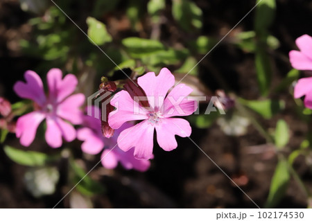 春の庭に咲くピンク色のフクロナデシコ(シレネ・ペンデュラ)の花 春の庭に咲くピンク色のフクロナデシコ(シレネ・ペンデュラ)の花 102174530