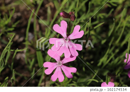 春の庭に咲くピンク色のフクロナデシコ(シレネ・ペンデュラ)の花 春の庭に咲くピンク色のフクロナデシコ(シレネ・ペンデュラ)の花 102174534