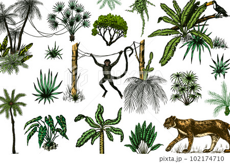 Wild tiger and exotic plants. Toucan bird and monkey. Banana and agave and succulent. Tropical trees Wild tiger and exotic plants. Toucan bird and monkey. Banana and agave and succulent. Tropical trees 102174710