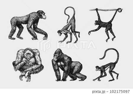 Bonobo or chimpanzee, Western gorilla , Orangutan in vintage style. Colombian capuchin Proboscis 102175097