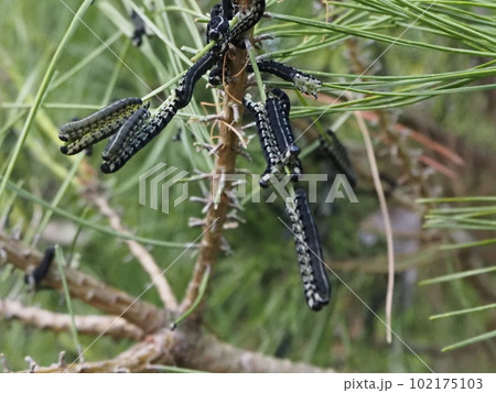 松の葉を食べるマツノキハバチの幼虫 松の葉を食べるマツノキハバチの幼虫 102175103