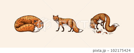 Wild red fox set. Forest ginger animal flying and jumping. Vector Engraved hand drawn Vintage sketch 102175424
