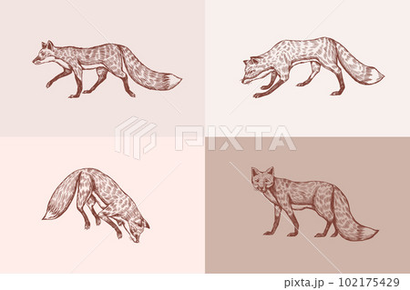 Wild red fox set. Forest ginger animal flying and jumping. Vector Engraved hand drawn Vintage sketch 102175429