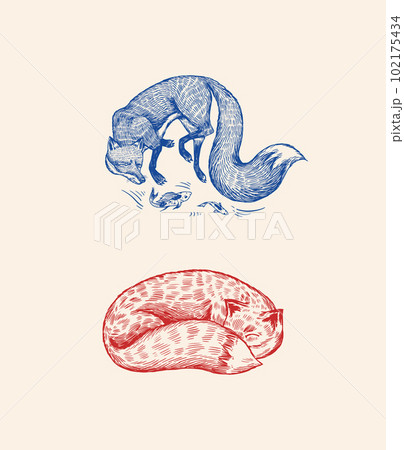 Wild red fox set. Forest ginger animal flying and jumping. Vector Engraved hand drawn Vintage sketch 102175434