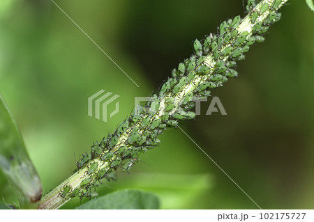 アブラムシ 102175727