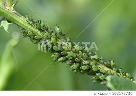 アブラムシ アブラムシ 102175730