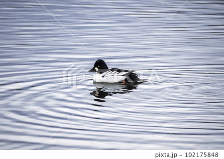 Common Goldeneye swimming in open water. Common Goldeneye, bucephala clangula, portrait against a beautiful blue water background. Concept of the International Day of Birds. 102175848