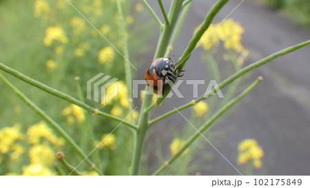 菜の花の枝をのぼるテントウムシ 102175849
