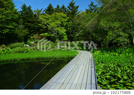 新緑の箱根湿生花園 102175866