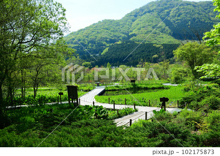 新緑の箱根湿生花園 新緑の箱根湿生花園 102175873
