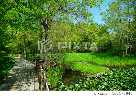 新緑の箱根湿生花園 102175946