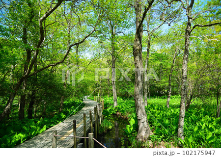 新緑の箱根湿生花園 102175947