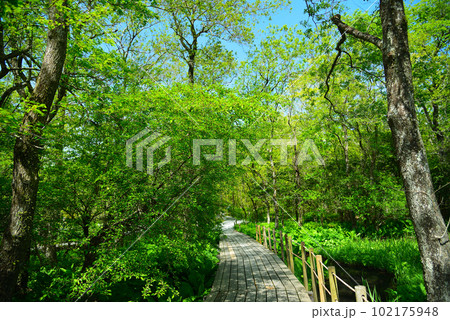 新緑の箱根湿生花園 102175948