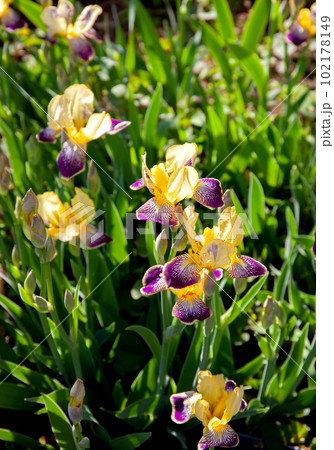 ジャーマンアイリスが咲いている庭 102178149