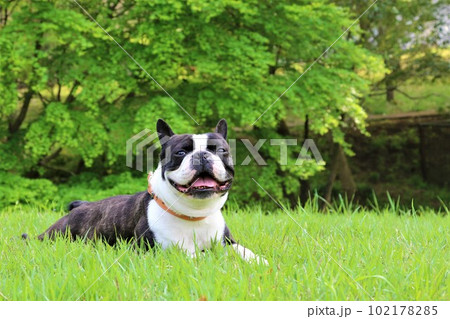 ゆずの里毛呂山町総合公園の芝生広場に伏せて見つめるボストンテリアのマイティ君♡ 102178285