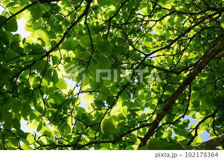 下から見上げた「ハクモクレン」の若葉 102178364