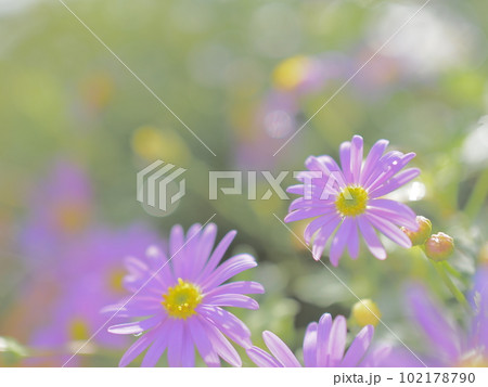 沖縄県読谷村、ホテル日航アリビラの花壇に咲く花 102178790