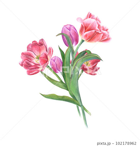 Watercolor bouquet of pink tulips isolated on a white background. Beautiful illustration for the design of postcards, greetings, patterns, for Save the Date, Valentines day, birthday, wedding cards 102178962
