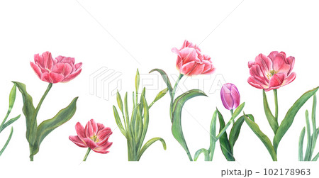 Floral seamless horizontal border with pink tulips, daffodils isolated on white background. Panoramic spring illustration for fabric, textile, wrapping, banners, covers, prints, wallpapers Floral seamless horizontal border with pink tulips, daffodils isolated on white background. Panoramic spring illustration for fabric, textile, wrapping, banners, covers, prints, wallpapers 102178963