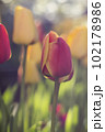 Beautiful photo of tulip. Parrot tulips. Tulipa Bright Parrot 102178986
