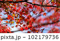 京都の赤いもみじ 102179736