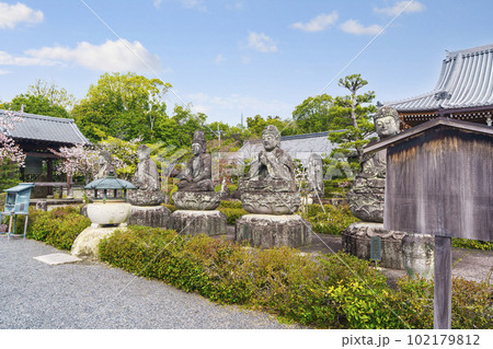 五智山蓮華寺　五智如来像　桜咲く季節（京都市右京区御室） 102179812