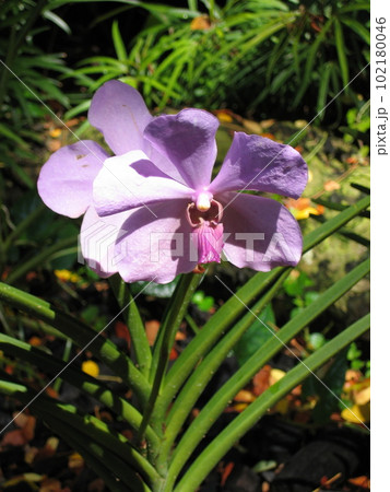 シンガポール国立蘭園の花が大型の桃色の蘭 シンガポール国立蘭園の花が大型の桃色の蘭 102180046