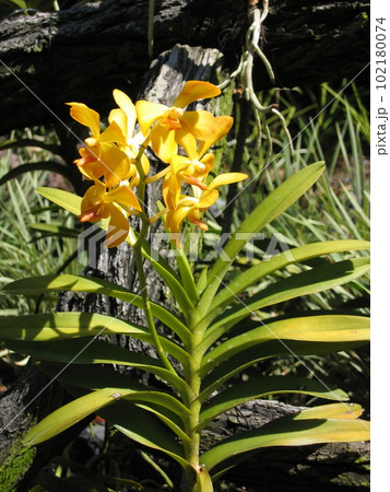 シンガポール国立蘭園の黄色の蘭の花 シンガポール国立蘭園の黄色の蘭の花 102180074