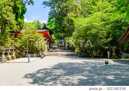 【奈良県】天理市 石上神宮 (2023/04/27撮影) 102180356