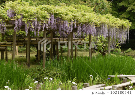 新緑に映える紫の藤の花 102180541