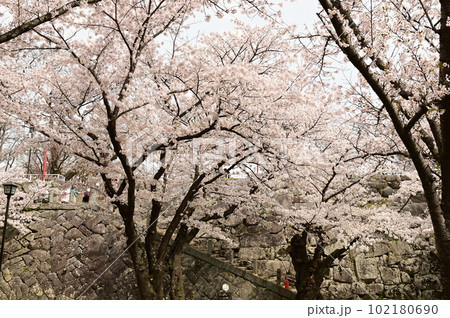 盛岡市岩手公園の桜 102180690