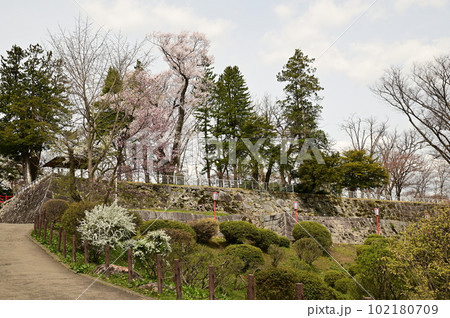 盛岡市岩手公園の桜 盛岡市岩手公園の桜 102180709