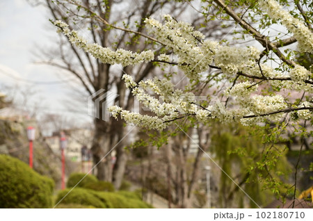 盛岡市岩手公園の花 盛岡市岩手公園の花 102180710