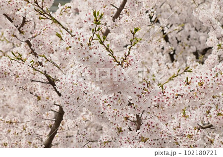 盛岡市岩手公園の桜 盛岡市岩手公園の桜 102180721