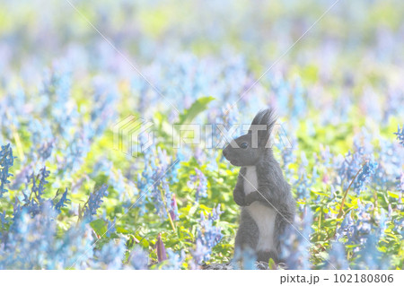 エゾリスとお花畑 エゾリスとお花畑 102180806