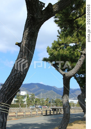 芦屋川(兵庫県芦屋市)沿いの松並木と街並み 102180808