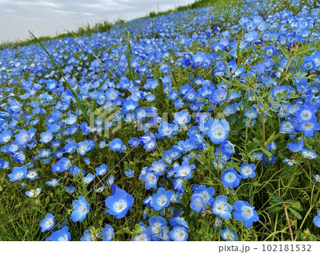 ネモフィラの丘 国営ひたち海浜公園 ネモフィラの丘 国営ひたち海浜公園 102181532