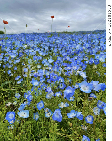 ネモフィラの丘　国営ひたち海浜公園 102181533