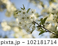 White flowers of cherry plum tree in close-up against blue sky on sunny day. Spring is coming. 102181714