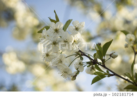 White flowers of cherry plum tree in close-up against blue sky on sunny day. Spring is coming. 102181714
